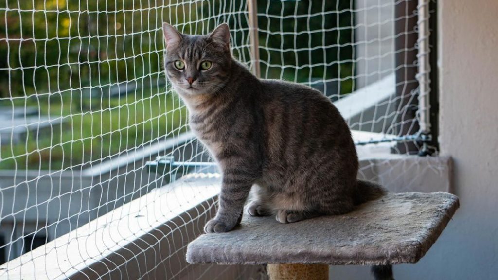 malla para gatos 