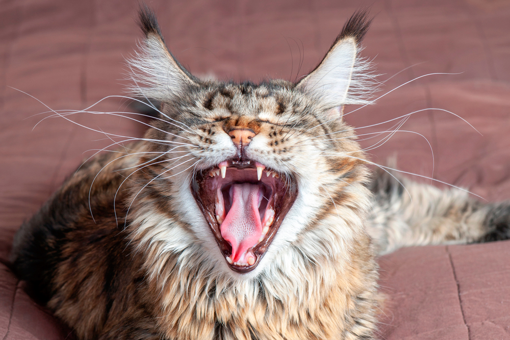 ¿Qué es el gato?