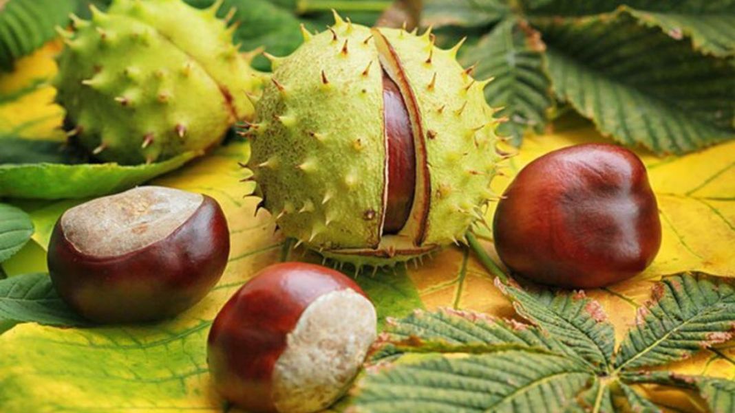 Las castañas son nueces