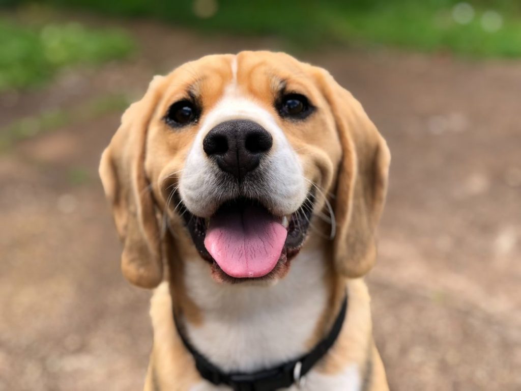 Las razas de perro más alegres y juguetonas