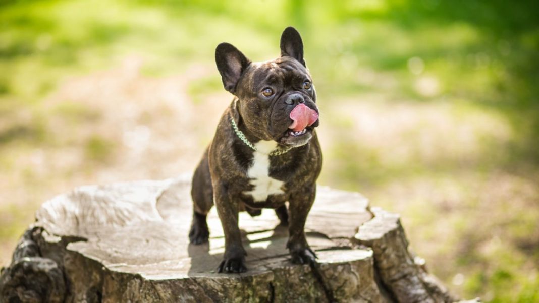Bulldog francés