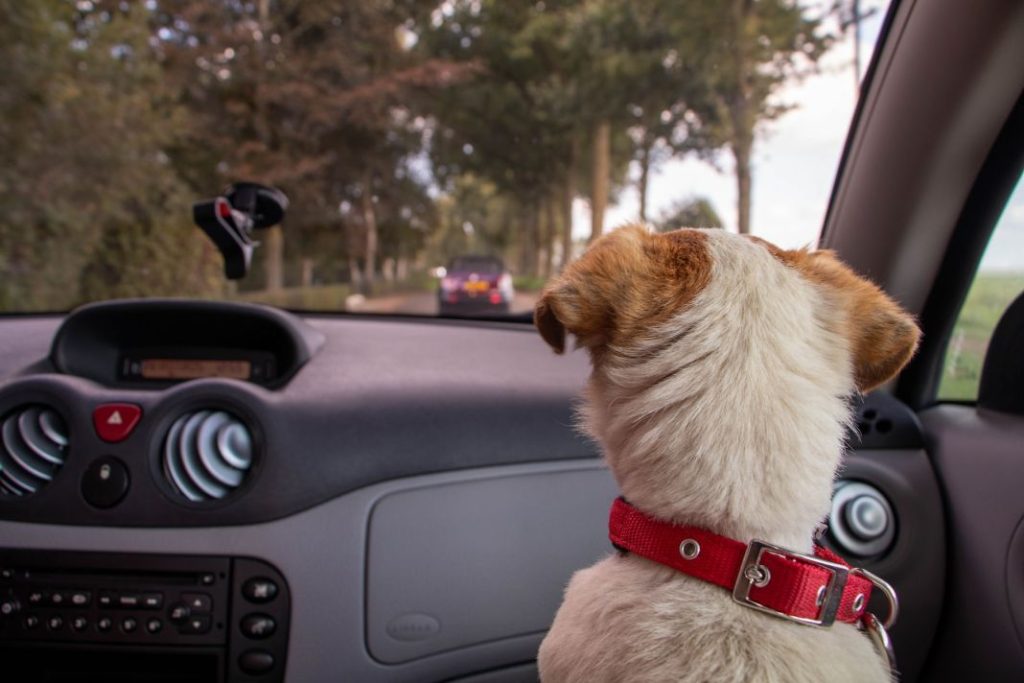Cómo llevar al perro en el coche