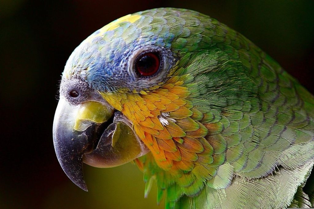 mascota