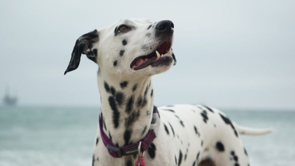 Mi perro tiene un bulto: ¿es peligroso?