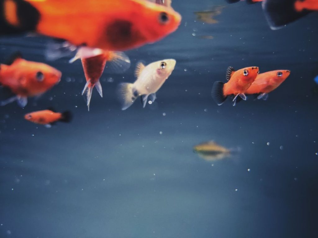 Por qué deberías tener peces en casa
