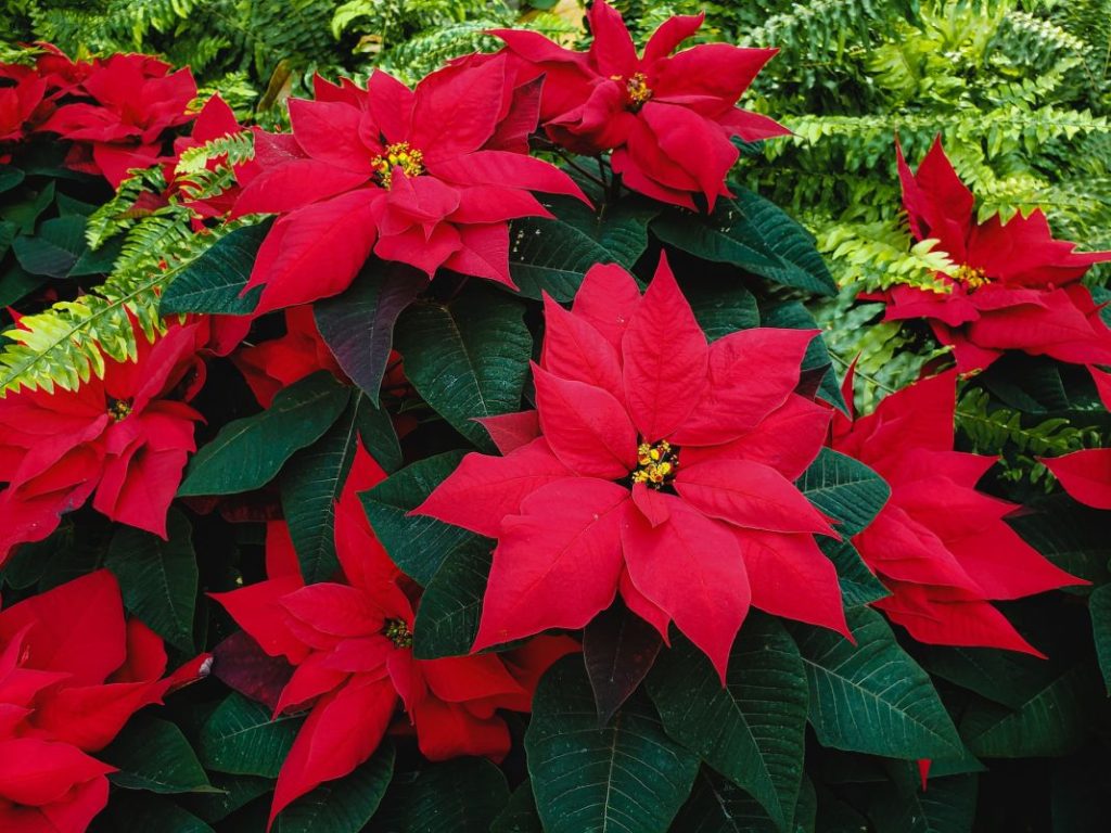 Plantas de Navidad más allá de la Flor de Pascua o el Cactus de Navidad