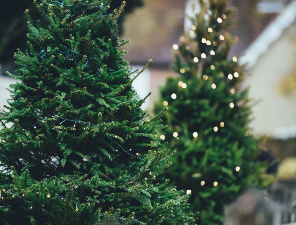 Plantas de Navidad para decorar tu hogar con un toque mágico
