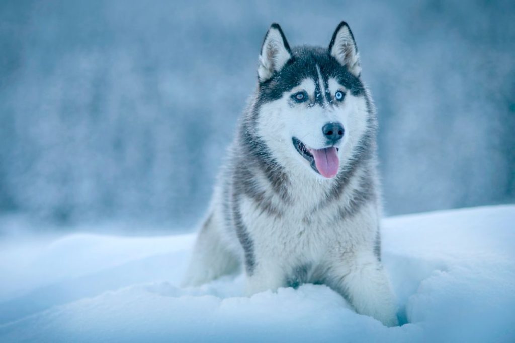 Razas de perro que son parecidas a los lobos