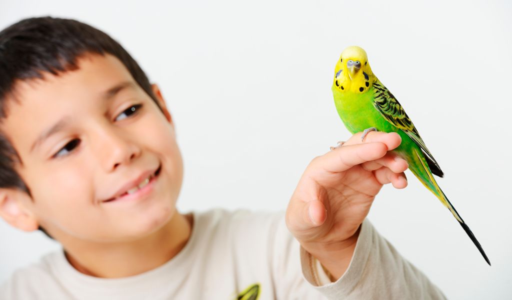 Adopta un pájaro del refugio