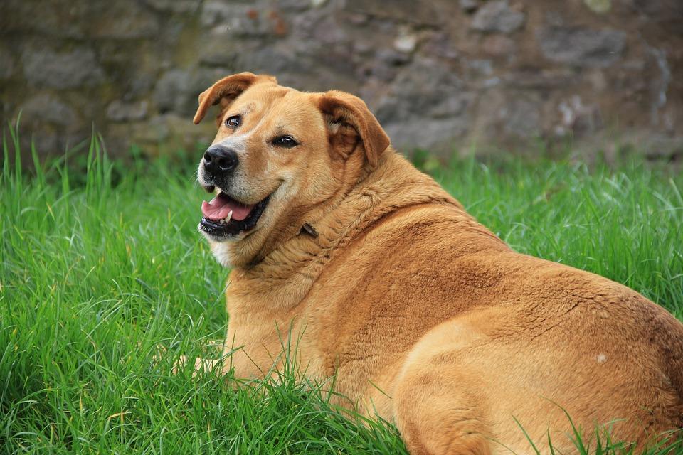 ¿Cuándo el perro está gordo?