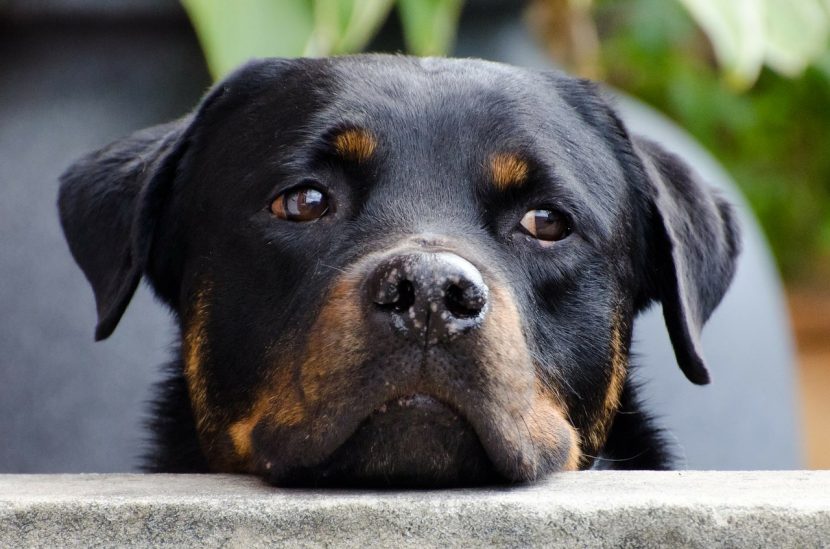 El agente causal del moquillo es el virus del moquillo canino (CDV)