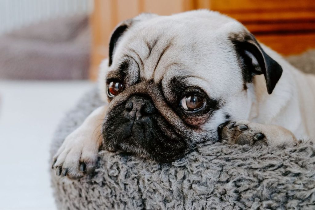 A veces, los perros afectados permanecen libres de síntomas