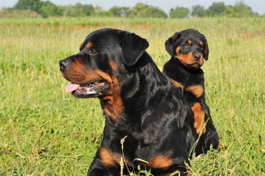 Las razas de perros mas violentas que existen 1 Vida.es