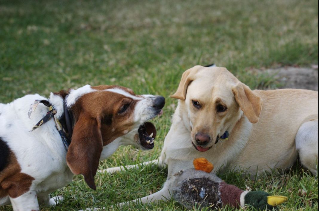 Perros territoriales
