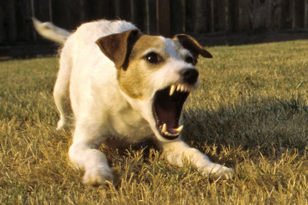 agresión en perros