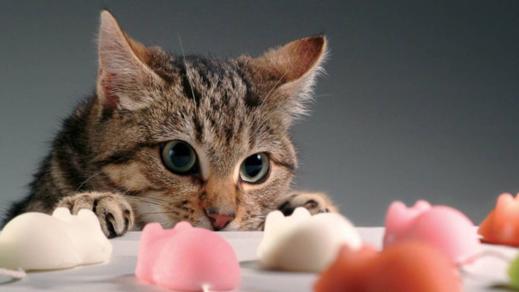 gato jugando