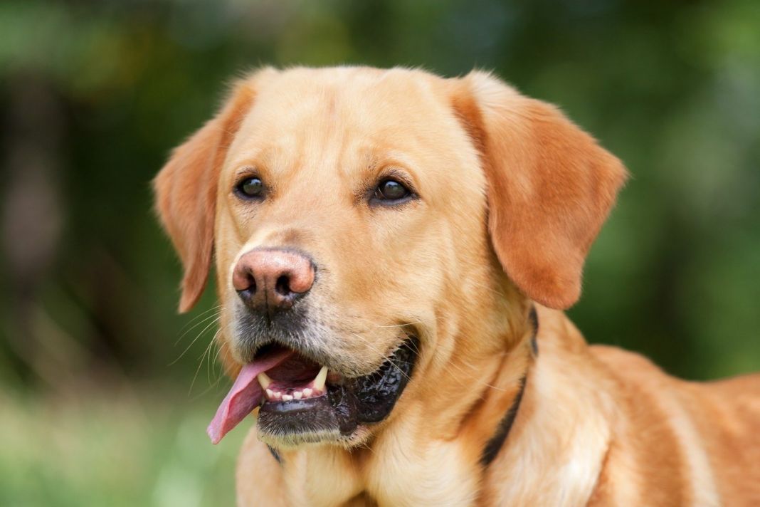 perro
