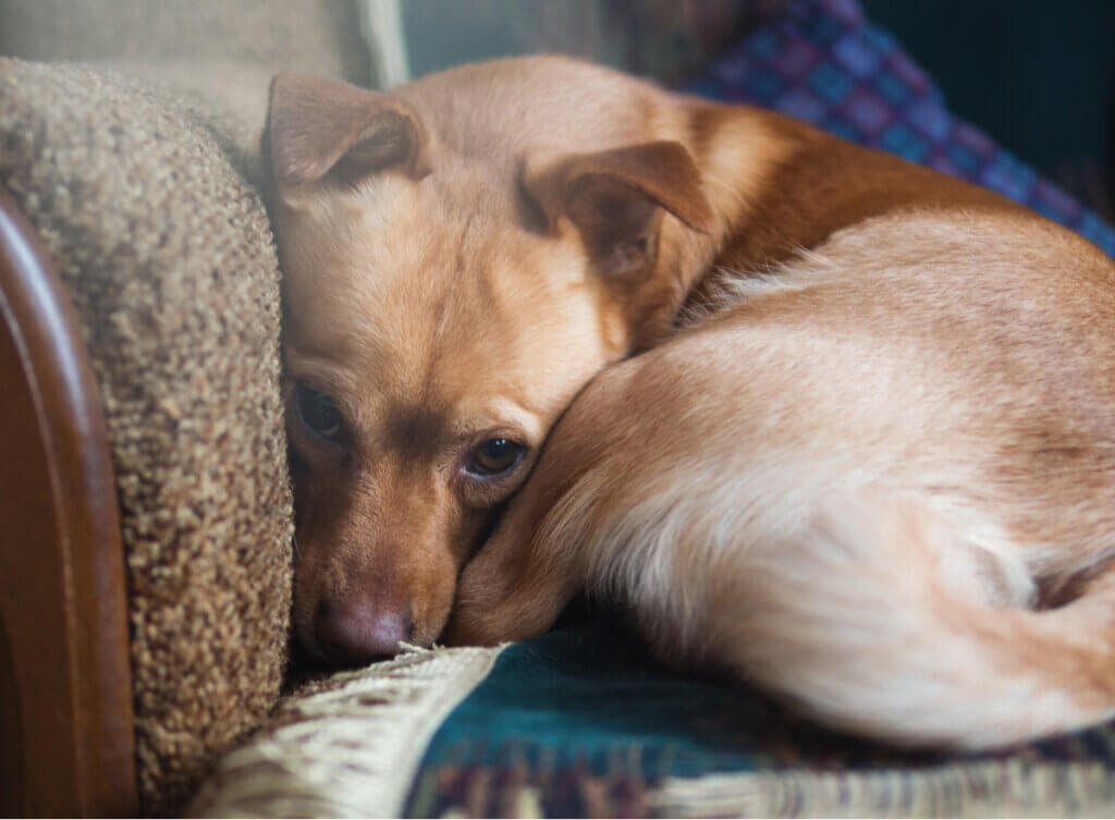 perro