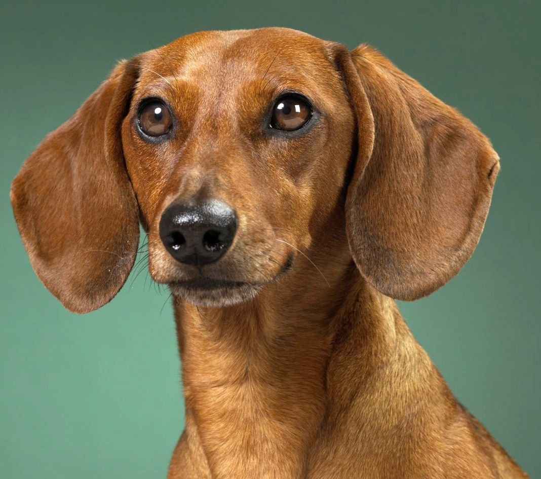 perro