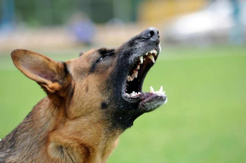 perros