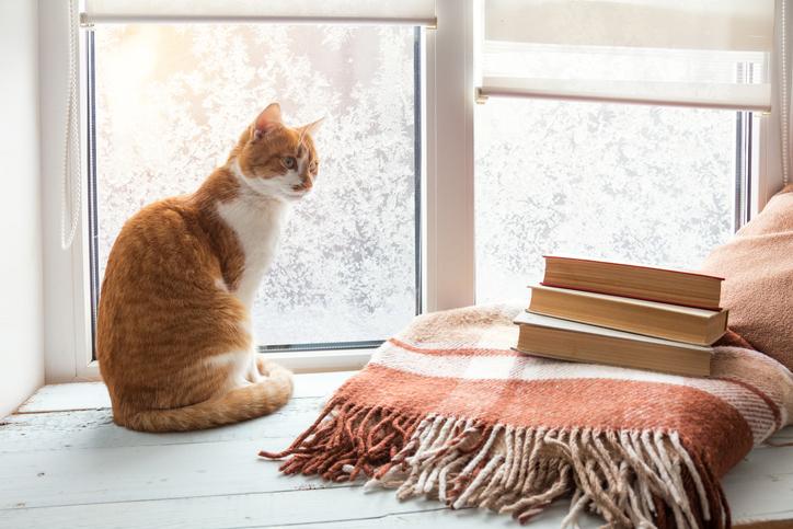¿Por qué los gatos se caen por las ventanas o los balcones?
