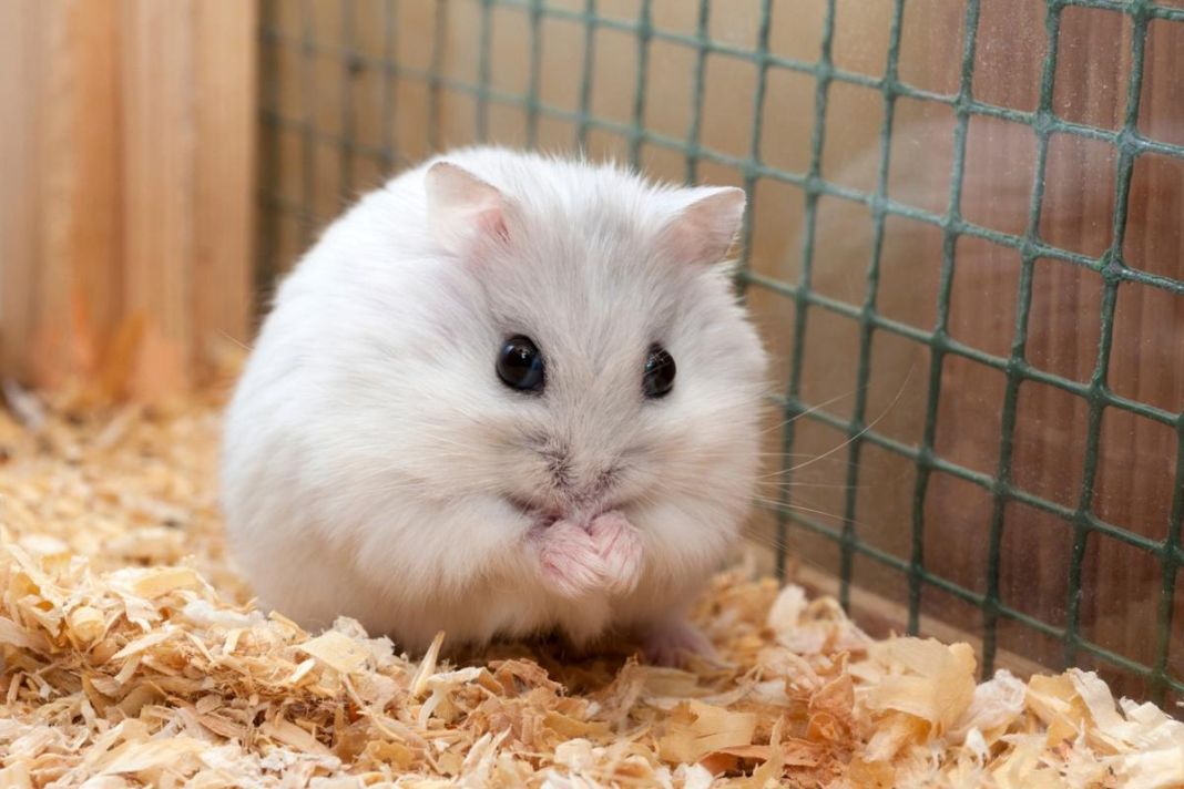 Cuidar la alimentación del hamster para detectar el prolapso rectal