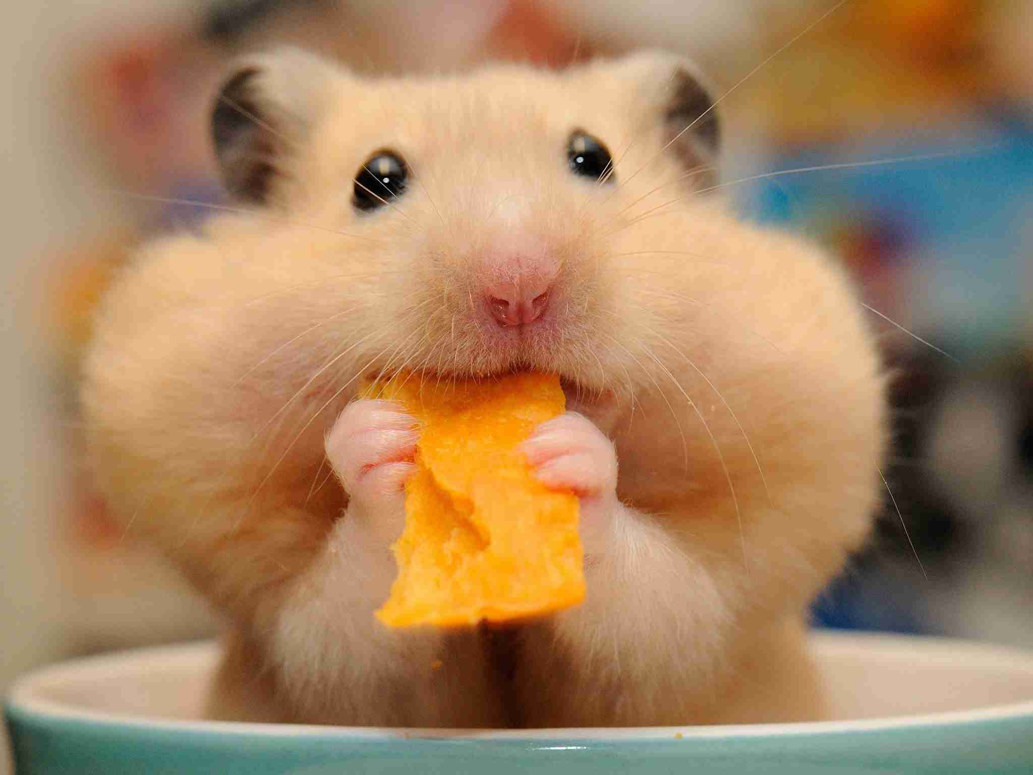 Detección temprana del prolapso rectal en hamsters a través de la alimentación