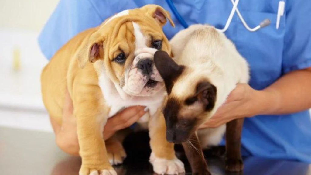 Curso obligatorio para dueños de perros