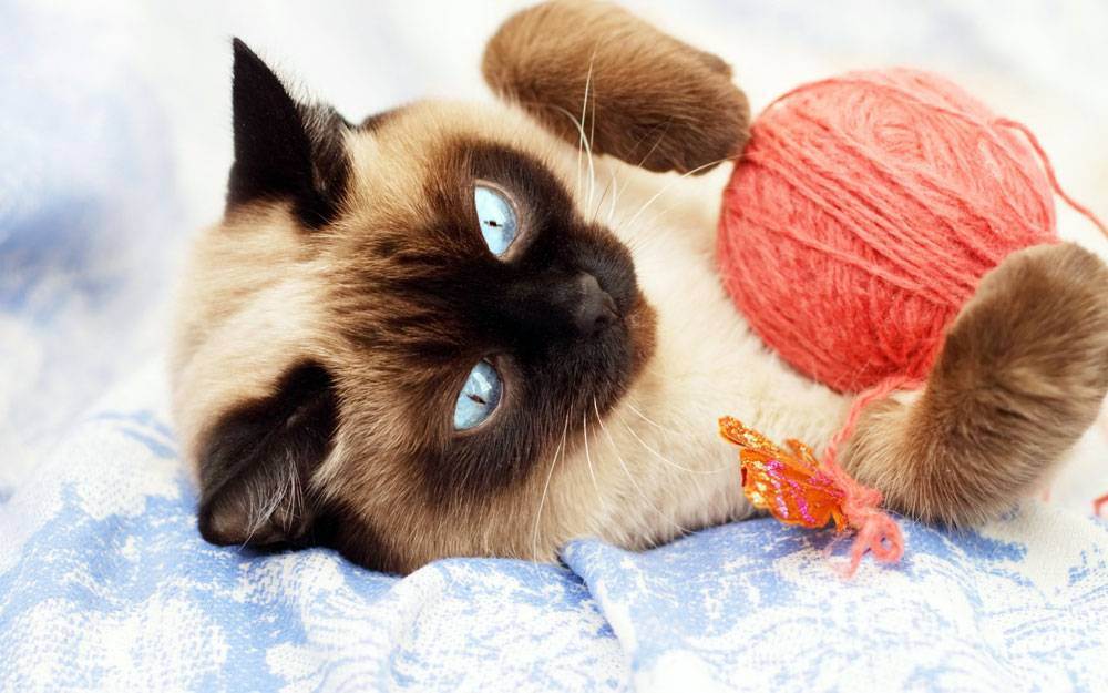 Establecer límites para abordar el comportamiento destructivo en gatos