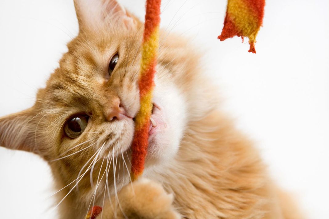 Identificar la causa para abordar el comportamiento destructivo en gatos