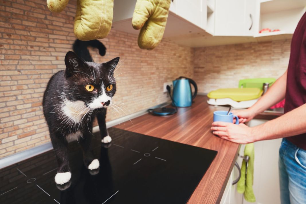 Cómo abordar el comportamiento destructivo de los gatos