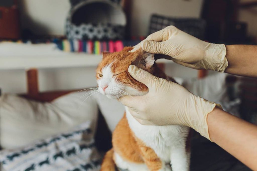 eccema gato