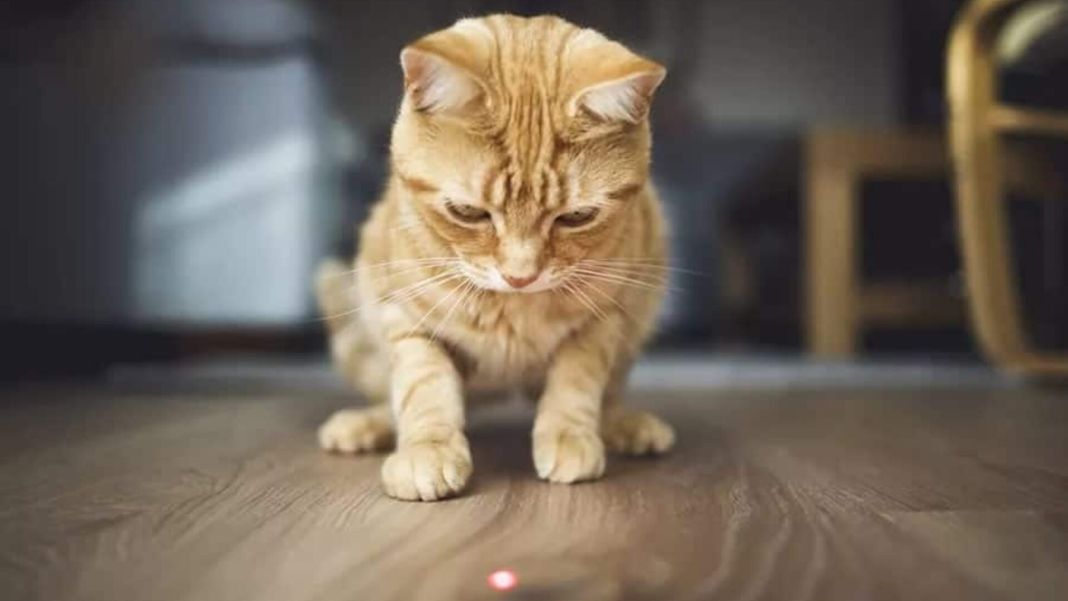 gatos