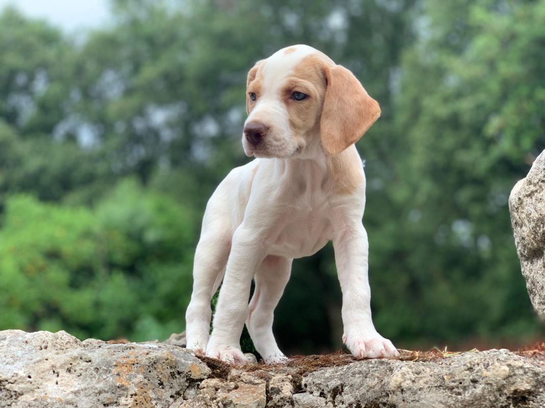 perro
