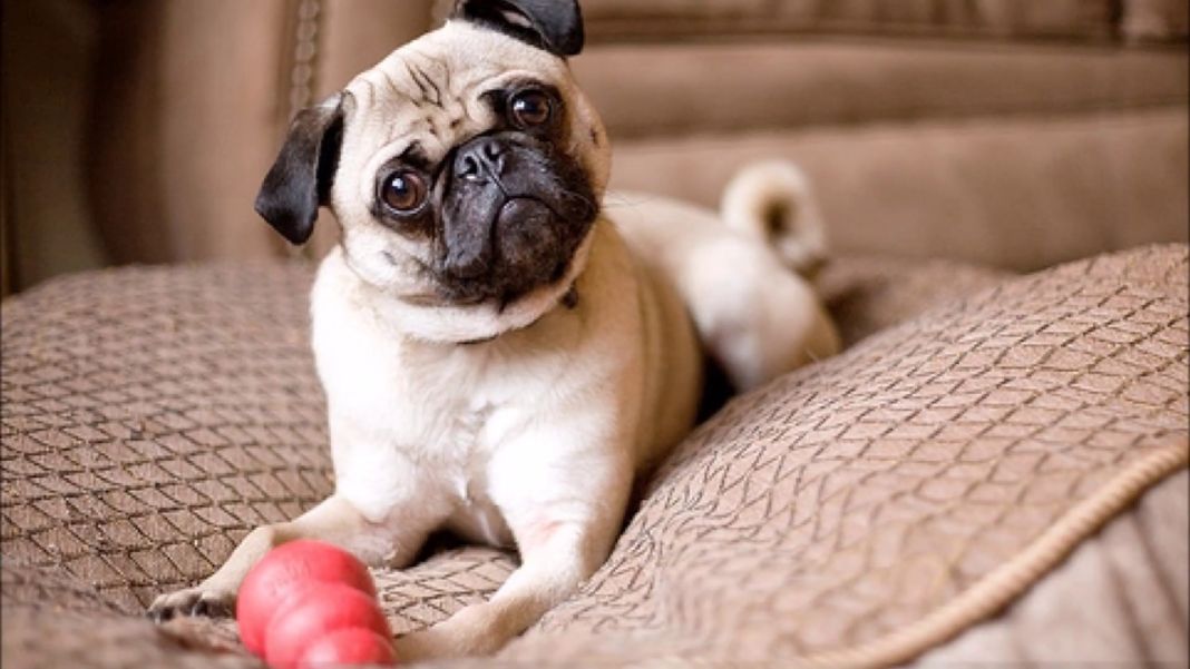 Comer cebollas puede envenenar a un perro
