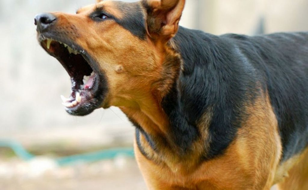 perro