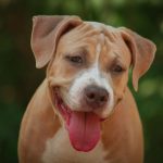 Perros: la importancia de la socialización temprana