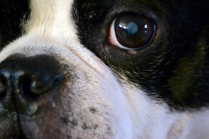 perro