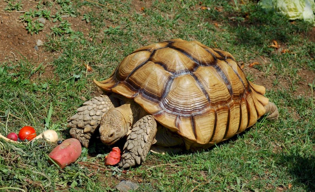 Detectando el Shell Rot en Tortugas