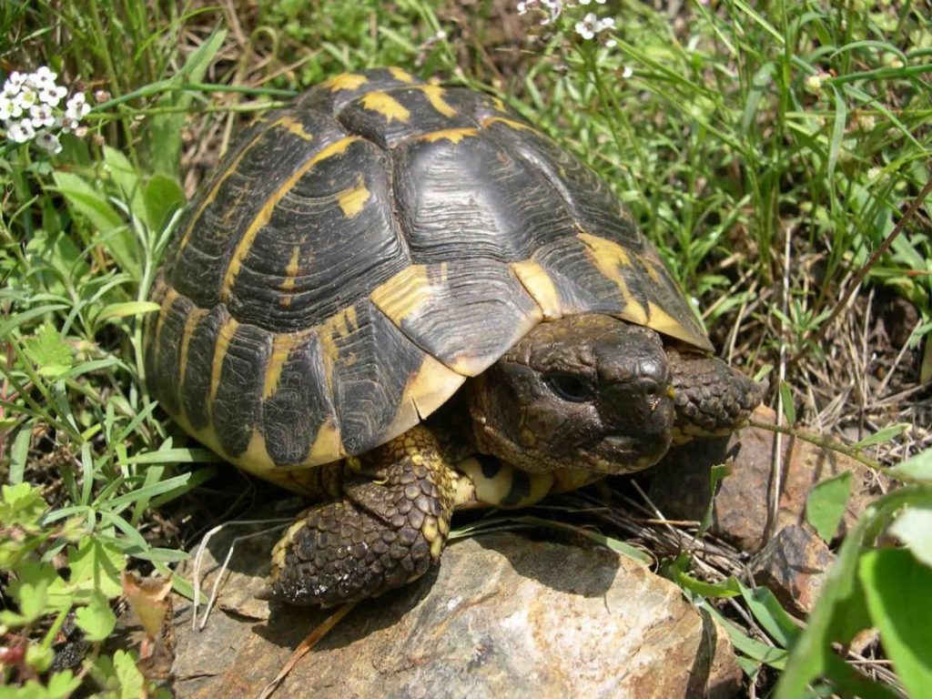 tortuga de tierra 4 Vida.es