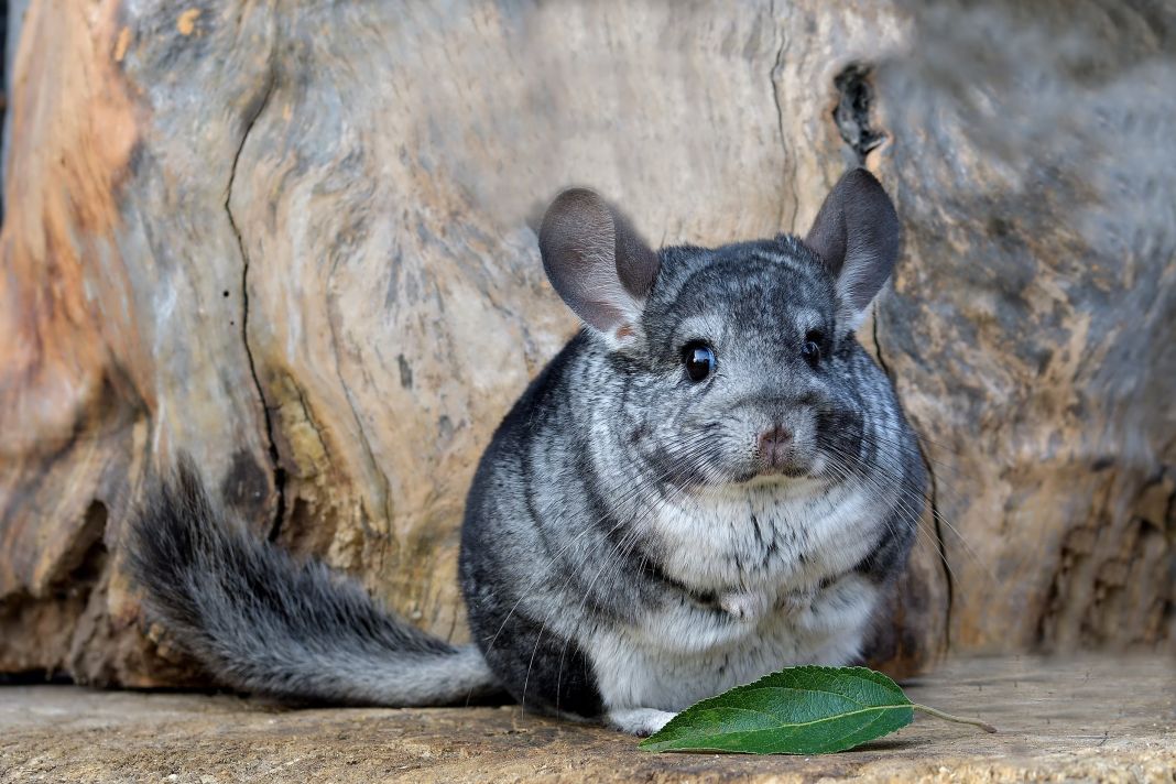 Cómo prevenir la enfermedad periodontal en chinchillas