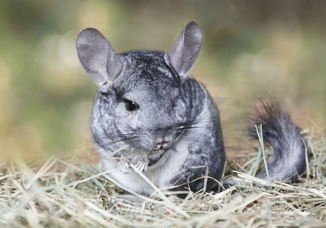 Cómo puedo saber si mi chinchilla tiene enfermedad periodontal