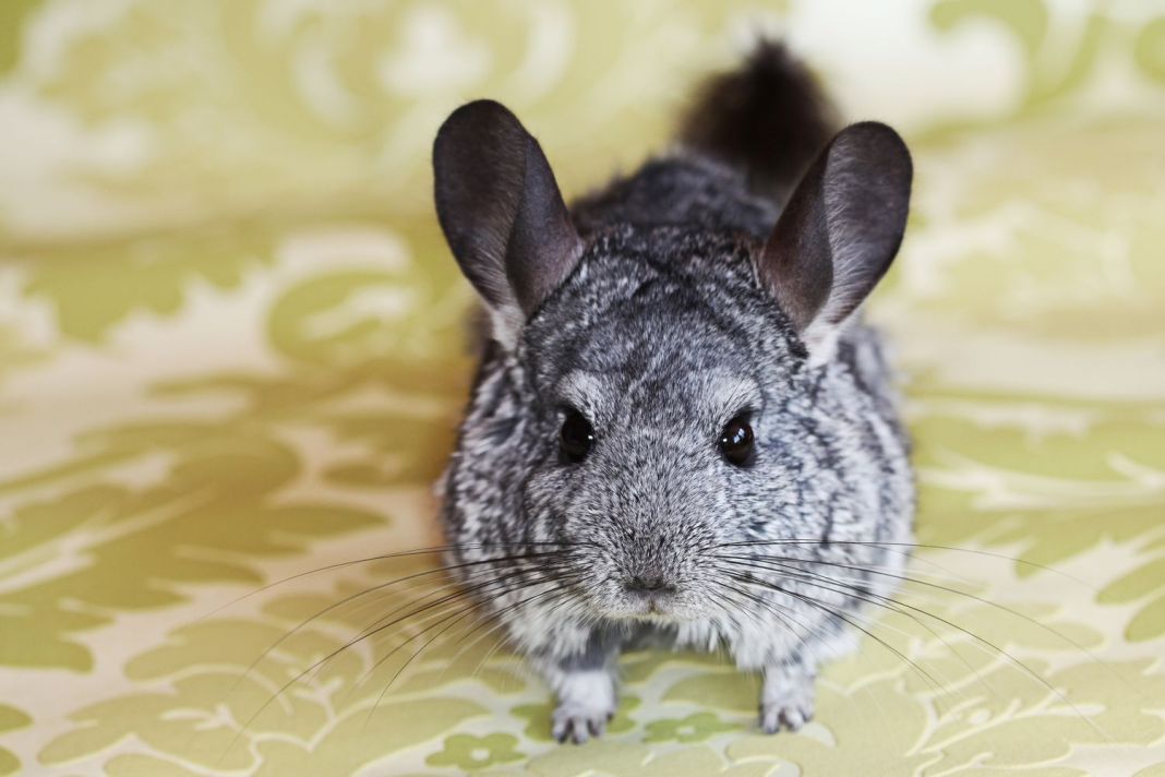 Qué cuidados especiales necesita mi chinchilla si tiene enfermedad periodontal