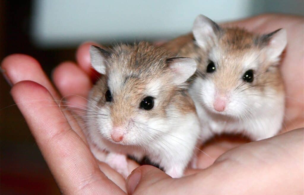 ¿Qué es la conjuntivitis en hamsters?