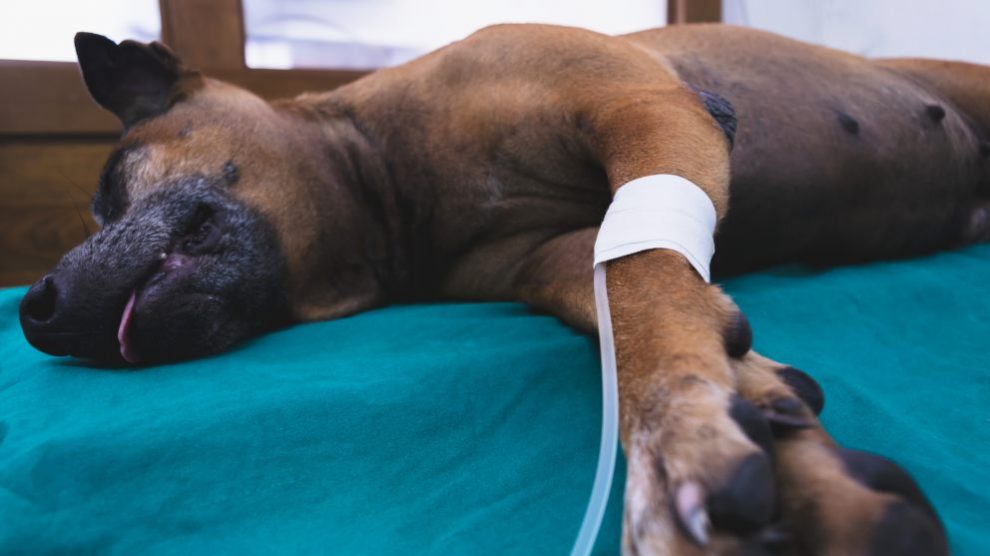 Qué es el parvovirus canino