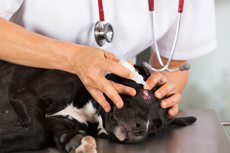 Tratamiento del parvovirus canino