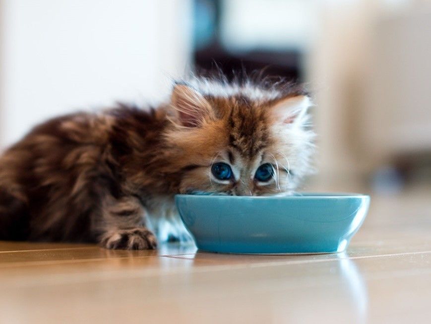 ¿Qué tiene de especial la nutrición de los gatitos?