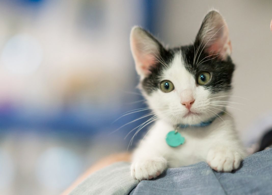 Cepillo de dientes especialmente diseñado para prevenir la gingivitis en gatos