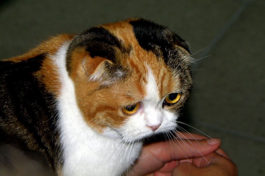 Entendiendo el movimiento de orejas de tu gato