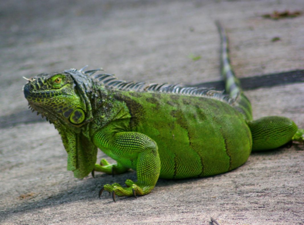 Otros riesgos de las iguanas